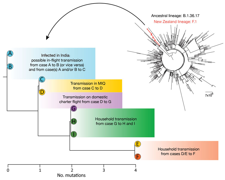 Phylogenetic trees showing genomic relationship of severe acute respiratory syndrome coronavirus 2 genomes generated for 9 case-patients, New Zealand, September 2020. Shown are number of mutations, as well as the F.1 cluster (red) within the context of the closest ancestral B.1.36.17 lineage (black). Scale bar indicates nucleotide substitutions per site. MIQ, managed isolation and quarantine. 