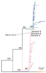 Maximum-likelihood tree based on the nucleic acid sequences of the Japanese encephalitis virus (JEV) envelope gene for 3 samples from persons in Xinjiang Province, China (samples 5, 6, and 8), and reference sequences. SA 14-14-2 is the JEV vaccine strain. The branch colors represent different JEV genotypes: blue branches indicate genotype 1; green, genotype 2; pink, genotype 3; purple, genotype 4; and orange, genotype 5. Values at nodes are bootstrap values supporting the branch. Scale bar indicates the substitution rate of equal-length branches.