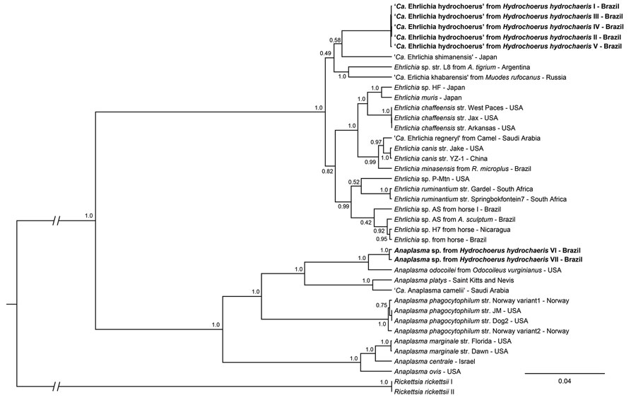 Phylogenetic analysis of 16S rRNA, sodB, and groEL partial sequences of Candidatus Ehrlichia hydrochoerus and Anaplasma spp. obtained from capybaras (Hydrochoerus hydrochaeris), southern Brazil. These sequences (in bold) and those of other Ehrlichia and Anaplasma species were aligned using MAFFT 7.110 (https://mafft.cbrc.jp/alignment/server). Phylogenetic analyses of each gene were based on Bayesian inference using Beast version 1.8.4 (https://beast.community/index.html). We performed 3 independent runs of 100 million generations of Monte Carlo Markov chain with 1 sampling/10,000 generations and a 10% burn-in. We estimated substitution models as generalized time reversible plus gamma for 16S rRNA (A), Hasegawa–Kishino–Yano plus gamma for sodB (B), and Tamura–Nei plus gamma for groEL (C) genes on the basis of Akaike information criterion by using jModeltest version 2.1.10 (https://github.com/ddarriba/jmodeltest2/releases/tag/v2.1.10r20160303). The tree was rooted with Rickettsia rickettsii (GenBank accession nos. CP000766.3 and CP018913.1). Complete GenBank accession numbers are listed in the Appendix . Scale bar indicates number of substitutions per site. Ca., Candidatus.