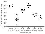 Intestinal colonization of 5-day-old infant mice by Vibrio cholerae O141. Pups were orally inoculated with the indicated amount of the indicated strain, and CFUs in the small intestine were enumerated at 20 hours postinoculation. Dots indicate individual animals, and horizontal bars indicate geometric means of each group. HWT, V. cholerae O1 isolate from the recent cholera epidemic in Haiti used as a positive control; AD, V. cholerae O141 strains analyzed in this study.