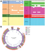 Targeted analysis of the accessory genome of in vivo‒tested Vibrio cholerae O141 isolates. A) Genes encoding colonization factors. For each block of colonization factor, the absent genes are represented by the light color. B) Thin gray line after the reference is a standard circle line from the GView server (https://server.gview.ca) delimiting the reference from analyzed samples. EPS, exopolysaccharide; VAS, virulence-associated secretion.