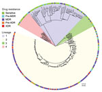 Maximum-likelihood tree based on whole-genome analysis of 309 Mycobacterium tuberculosis strains from Myanmar. Lineages and drug resistance status of isolates are shown. MDR indicates multidrug-resistant to 2 first-line drugs (isoniazid and rifampin); pre-MDR, resistant to 1 of 2 first-line drugs (isoniazid or rifampicin); pre-XDR, resistant to fluoroquinolones or injectable drugs in addition to MDR; XDR, resistant to fluoroquinolones and injectable drugs, in addition to MDR. Scale bar indicates nucleotide substitutions per site. MDR, multidrug resistant; XDR, extensively drug resistant.