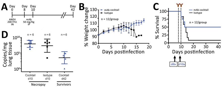 In vivo efficacy of a cocktail of human mAbs specific for ANDV glycoprotein administered at days 8 and 10 postinfection in the Syrian hamster model of hantavirus cardiopulmonary syndrome. A) Syrian hamsters were inoculated intranasally with 200 FFU of ANDV and then administered intraperitoneally a cocktail of mAbs (JL16 + MIB22; 25 mg/kg each) or isotype control (50 mg/kg) on day 8 and day 10 postinfection. B) Percentage of weight change monitored until 18 days postinfection, represented as the average per group. Error bars indicate 95% CIs. C) Statistical evaluation of survival by group. Survival was evaluated at p = 0.123 by Mantel-Cox log-rank test using GraphPad Prism (GraphPad Software, Inc., https://www.graphpad.com); p<0.05 was significant. d8 tx and d10 tx indicate treatment schedule (8 and 10 days postinfection). D) ANDV RNA copies per milligram of lung tissue on day 10 (d10) and day 42 (d42) postinfection. Samples were compared to a standard curve using an in vitro transcribed ANDV RNA fragment of known small segment copy number. Symbols indicate geometric means; horizontal line indicates median; error bars indicate 95% CIs. ANDV, Andes virus; FFU, focus-forming units; mAbs, monoclonal antibodies.
