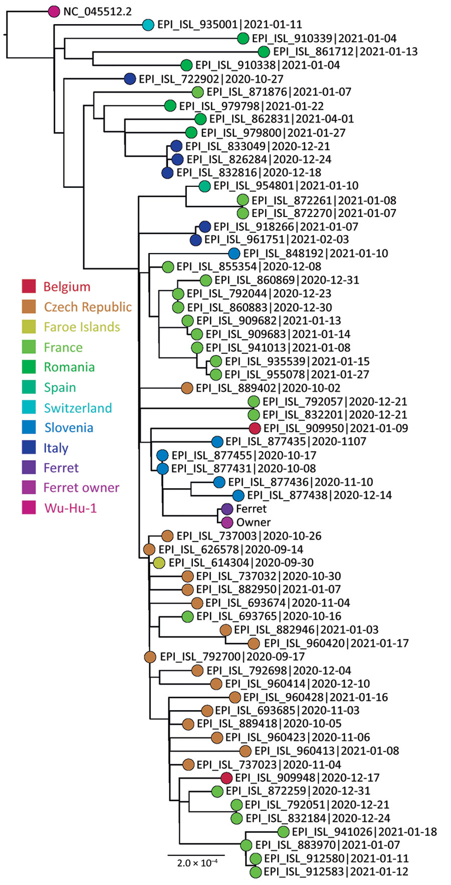 Phylogenetic sequence context consisted of high-quality complete severe acute respiratory syndrome coronavirus 2 genome sequences from a domestic ferret, Slovenia, corresponding to Pango lineage B.1.258. The context sequences were downloaded from GISAID (https://www.gisaid.org) and subsampled to 62 sequences and National Center for Biotechnology Information reference sequence NC_045512.2. The phylogenetic reconstruction using a general time-reversible plus F plus R4 substitution model was built in Figtree (Evomics, http://evomics.org) with 1,000 bootstrap replicates. The reference sequence was used as an outgroup to root the phylogenetic tree. GISAID accession numbers and isolation dates are provided. Scale bar indicates substitutions per site.