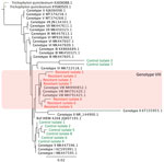 Phylogenetic tree of clinically resistant Trichophyton mentagrophytes complex internal transcribed spacer (ITS) type VIII (T. indotineae) isolates from patients in Paris, France (red) and control isolates (green) compared with reference isolates. Isolates were classified on the basis of the ITS regions of rDNA classified among existing isolates from type I to type IX strains retrieved from GenBank (3). All resistant isolates and control isolates 2 and 8 had non–wild-type SQLE sequence and different MIC profiles (Table 2). Tree was constructed based on maximum-likelihood (Tamura-Nei model) analysis including sequences of the reference Trichophyton mentagrophytes neotype strain (IHEM 4268NT). Reference isolates are identified by GenBank accession number; T. quinckeanum (Genbank accession nos. KJ606088.1 and KY680503.1) was used as outgroup. 