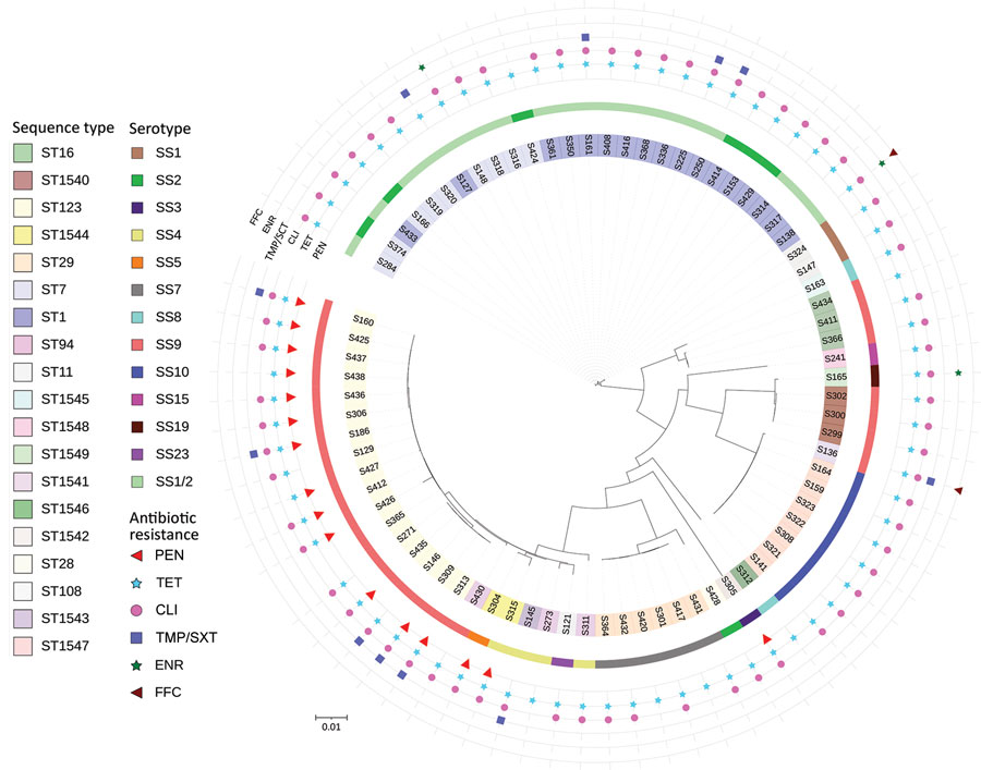 Circular phylogenetic tree containing 78 Streptococcus suis isolates from diseased pigs, Italy, 2017–2019. The tree was inferred by using the iTOL interactive user interface (https://itol.embl.de). Shading over tip labels indicates sequence types. The serotypes of each isolate are also shown. The antimicrobial-resistant molecules are annotated by colors and shapes. Scale bar indicates substitutions per site. CLI, clindamycin; ENR, enrofloxacin; FFC, florfenicol; PEN, penicillin; ST, sequence type; TET, tetracycline; TMP/SXT, trimethoprim/sulfamethoxazole.