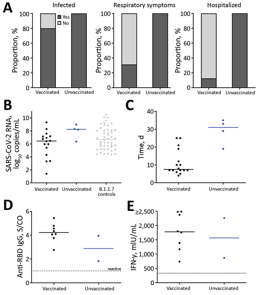 Characteristics of outbreak of SARS-CoV-2 B.1.1.7 lineage infections after vaccination in long-term care facility, Germany, February–March 2021. A) After a positive test result in a healthcare worker, 16/20 (80.0%) vaccinated residents and 4/4 (100.0%) unvaccinated residents subsequently tested positive for SARS-CoV-2. Among infected patients, 5/16 (31.25%) vaccinated and all 4 (100.0%) unvaccinated patients exhibited respiratory symptoms (i.e., cough or shortness of breath) during the course of disease. All 4 unvaccinated patients required hospital treatment; 3 (75.0%) received supplemental oxygen therapy and a standard course of dexamethasone. Two (12.5%) vaccinated patients also required hospital treatment, including 1 patient who experienced hypertensive crisis and intracranial bleeding and died 4 days after admission, and 1 patient with secondary bacterial pneumonia and urinary tract infection. B) Peak SARS-CoV-2 RNA concentrations in infected vaccinated residents (n = 16) and infected unvaccinated residents (n = 4), as well as SARS-CoV-2 B.1.1.7 RNA concentrations of an independent group of age-matched persons (n = 48) without known vaccination status whose infections were diagnosed during routine care. C) Time between first positive and first negative reverse transcription PCR or antigen point-of-care test result in vaccinated (n = 16) and unvaccinated (n = 4) residents. In 3 residents (2 vaccinated and 1 unvaccinated), negativity was determined by antigen point-of-care test only. D) Anti-SARS-CoV-2 receptor binding domain–specific IgG. E) IFN-γ release assay of SARS-CoV-2 specific T cells measured in 10/20 (50.00%) vaccinated and 2/4 (50.00%) unvaccinated residents 5 weeks after initial testing. IFN-γ, interferon-γ; SARS-CoV-2, severe acute respiratory syndrome coronavirus 2; S/CO, signal-to-cutoff ratio.