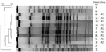 Pulsed-field gel electrophoresis of Burkholderia cepacia complex causing invasive infection in 13 persons who inject drugs, Hong Kong, China, 2016–2019.