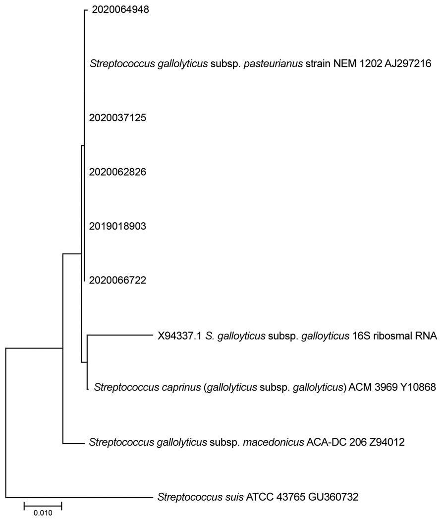 Five selected Streptococcus gallolyticus isolates from swine vegetative valvular lesions (2019018903, 2020037125, 2020062826, 2020064948, and 2020066722) characterized as S. gallolyticus subspecies pasteurianus on the basis of reference 16S ribosomal RNA sequences. Samples were collected in the United States during 2015–2020. Scale bar indicates nucleotide substitutions/site.