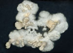 Colony of Schizophyllum commune on a culture plate. Numerous sexual reproductive structures, or fruiting bodies, called basidiocarps can be seen. Note the split gills. Source: https://phil.cdc.gov/Details.aspx?pid=307
