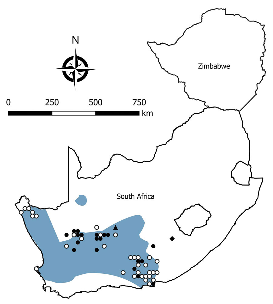 Locations where samples were collected from Otomys unisulcatus rodents, South Africa and Zimbabwe. White circles indicate sites where no antibody to mammarenaviruses was found in O. unisulcatus rat serum specimens; black circles, where antibody was detected in O. unisulcatus rat serum specimens; black triangle, where Omdraaivlei mammarenavirus isolates were obtained from O. unisulcatus rat samples; black diamond, where Merino Walk virus was isolated from O. unisulcatus rat. Shading indicates distribution range of O. unisulcatus rats. Adapted from Chimimba and Bennett (15).