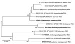 Phylogenetic relationships of 8 rodents from which mammarenavirus isolates were obtained in this study (bold) and reference taxonomic voucher sequences from GenBank. Tree was constructed based on neighbor-joining analysis of a 136-bp cytochrome b barcode sequence. Values at nodes indicate the level of bootstrap support from 1,000 replicates. Scale bar indicates base substitutions per site. GenBank accession numbers, rodent reference number, and country of collection are indicated. RSA, Republic of South Africa; ZIM, Zimbabwe.