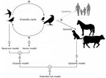 Lifecycle of West Nile virus and schematic elaboration of different models (numbered 1–5) for each component of the cycle of models for Africa. Model 1 (reservoir model) identifies favorable areas for the virus presence in reservoir animals. Model 2 (vector model) identifies favorable areas for the virus presence in vector animals. Model 3 (epizootic model) identifies favorable areas for the virus presence in dead-end hosts. Model 4 (enzootic model) is a fuzzy union of the reservoir and vector models, identifying areas favorable for the virus presence in the reservoir or vector animals. Model 5 (potential risk model) is a fuzzy union of the enzootic and the epizootic models, identifying areas with potential for virus spillovers.