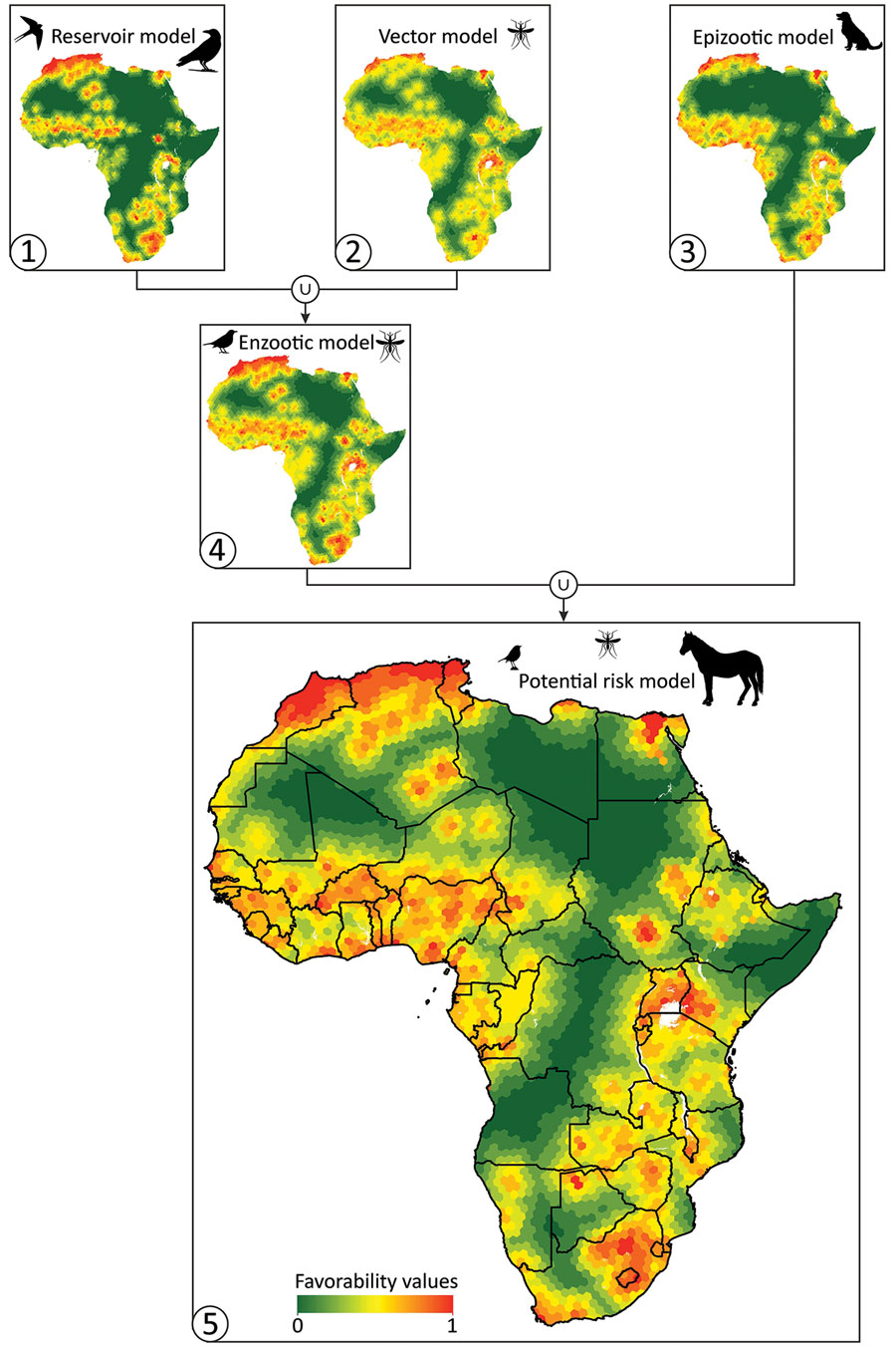 Cartographic representation of the biogeographic models (numbered 1–5) based on the different West Nile virus lifecycle components for Africa. Model 1 (reservoir model) indicates environmental favorability for the presence of the virus in birds. Model 2 (vector model) indicates environmental favorability for the presence of the virus in vectors. Model 3 (epizootic model) indicates environmental favorability for the presence of the virus in nonhuman mammals. Model 4 (enzootic model) indicates environmental favorability for the presence of the virus in >1 component of the enzootic virus cycle. Model 5 (potential risk model) indicates environmental favorability for potential spillover of the virus.