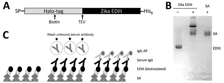 ZIKV Biotinylated-EDIII antigen capture ELISA in study of novel assay to measure ZIKV seroprevalence in the Philippines. A) Schematic of the ZIKV EDIII construct with an N-terminal human albumin secretion signal, a HaloTag (Promega, https://www.promega.com) for site-specific biotinylation and a C-terminal 6-histidine residue tag for affinity purification. The EDIII construct design also included a TEV protease cleavage site between HaloTag and EDIII. B) Biotinylated ZIKV EDIII displays an electrophoretic mobility shift with streptavidin. A site-specific biotinylated ZIKV EDIII was prepared using HaloTag biotin ligand. Electrophoretic gel shift analysis was performed in sodium dodecyl sulphate–polyacrylamide gel electrophoresis with biotinylated EDIII antigen in the presence and absence of streptavidin. C) Schematic of second-generation ZIKV EDIII ELISA using streptavidin-biotin interaction. Biotinylated EDIII antigen is captured by plate immobilized streptavidin. The antibody bound to EDIII is detected by a secondary anti–human IgG conjugated to alkaline phosphatase. EDIII, E protein domain III; IgG-AP, secondary IgG antibody conjugated to alkaline phosphatase; SA, streptavidin; SP, N terminal human albumin secretion signal; TEV, tobacco etch virus protease cleavage site; ZIKV, Zika virus.