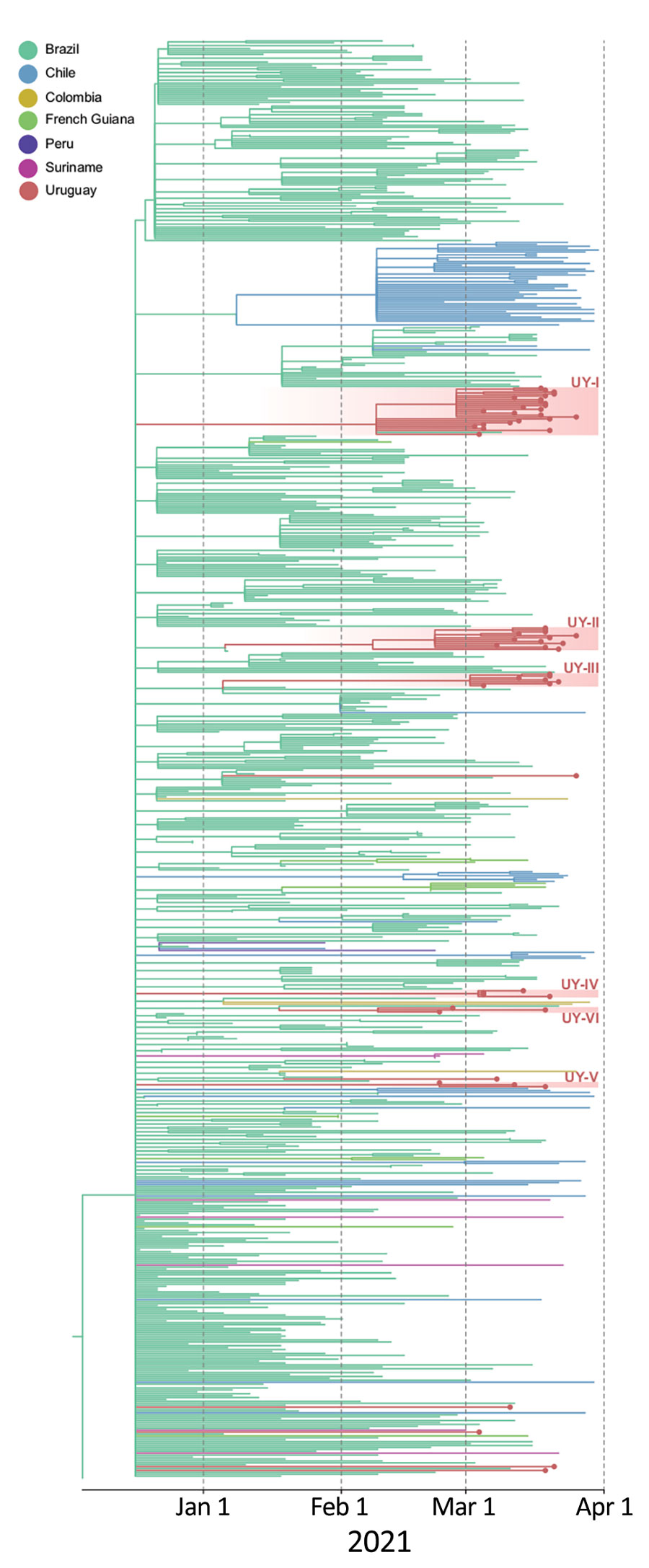 Time-scaled maximum likelihood Bayesian phylogeographic maximum clade credibility tree of 59 severe acute respiratory syndrome coronavirus 2 lineage P.1 whole-genome sequences from Uruguay and 691 reference sequences from South America. The tree was rooted with the EPI_ISL_833137 sequence from GISAID (https://www.gisaid.org), collected December 4, 2020. Branches are colored according to the most probable location state of their descendant nodes as indicated at the legend. Sequences from Uruguay are shown with dots at the end of the branch. Red shading indicates clades from Uruguay and their distribution along the P.1 tree demonstrates >12 independent introductions and locally transmitted clusters of 3–24 sequences. The tree suggests Brazil has been the source of P.1 dissemination to Uruguay and other countries in South America. 