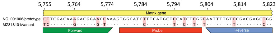Genomic variation in the Hendra virus (HeV) matrix gene assay primer/probe binding sites for novel HeV variant from horse in Australia. The genomic region targeted by the commonly used HeV matrix gene quantitative RT-PCR assay (28) was aligned and compared for the prototype and variant HeV strains. The genomic positions relative to the prototype strain (GenBank accession no. NC_001906) are shown at the top. Primers (forward and reverse) and probe binding sites are indicated by the colored bars. Mismatches between the sequences are highlighted with red shading; dots indicate identical bases.