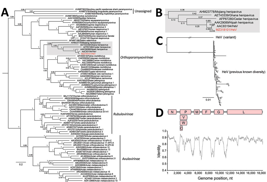 Phylogenomics of novel HeV variant from horse in Australia. A) Maximum-likelihood phylogeny of paramyxoviruses using complete L protein sequences. Gray shading indicates henipaviruses, and red text indicates the novel HeV variant, which groups with the prototypic HeV. Bootstrap support values as proportions of 500 replicates are shown at nodes; values <0.7 are hidden. Scale bar indicates substitutions per site. B) Enlarged gray area from panel A shows branch lengths for the henipavirus clade. The branch leading back to the common ancestor of all known HeVs and the novel HeV variant does not exceed 0.03; thus, they are considered variants of the same species. C) Maximum-likelihood phylogeny of partial N and P where deep branch lengths have been collapsed for visualization only to demonstrate that the variant is well outside the known diversity of HeV. Scale bar indicates substitutions per site. D) Nucleotide genomic similarity of the variant compared with the prototypic HeV strain. V,W, and C indicate variably transcribed nonstructural proteins. F, fusion; G, glycoprotein; HeV, Hendra virus; L, paramyxovirus polymerase; M, matrix protein; N, nucleoprotein; P, phosphoprotein.