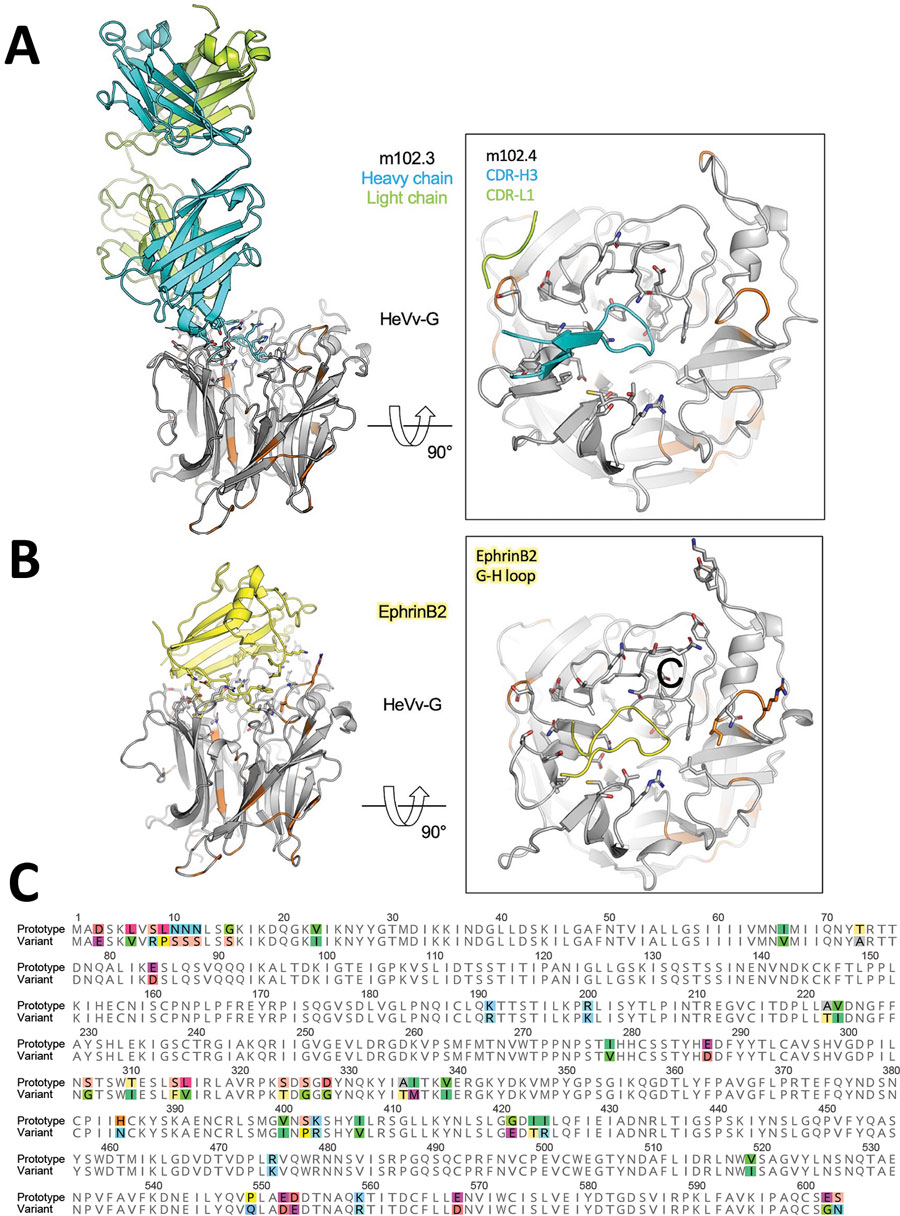 In silico modeling of HeV) from a horse in Australia. A, B) The translated protein sequence encoded by the HeV-var variant G gene was modeled using the known protein structure of the prototype virus bound to the human mAb m102.4 (A) and the receptor ephrinB2 (B). Side views (at left) of the interactions between the HeV G protein and the 2 binding partners highlight key binding residues (as sticks) and the variant positions (orange) relative to the m102.4 (heavy chain in teal and light chain in green) and ephrinB2 (in yellow). Zoomed top views (at right) of the HeV G and m102.4/ephrinB2 binding interface highlight specific interactions by the complementarity-determining regions of the mAb and G-H loop of the receptor ephrinB2. These data show that variable positions do not occur at critical epitopes at the HeV G and m102.4 binding interface and have very minor effect on the receptor ephrinB2 binding. C) Alignment of the prototypic and variant HeV strain G proteins. Variable positions are highlighted in color. F, fusion; G, glycoprotein; HeV, Hendra virus; mAb, monoclonal antibody.