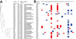 Clustering and gene content of 46 Escherichia coli isolates collected in Switzerland, January 2019–December 2020. A) Phylogenetic tree showing clustering and the respective ST, NDM variant, and region of Switzerland from which each isolate was obtained. B) Gene matrix showing β-lactamase and RMTase gene content of the isolates. NDM, New Delhi metallo-β-lactamase; ST, sequence type.