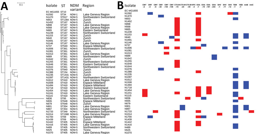 Clustering and gene content of 46 Escherichia coli isolates collected in Switzerland, January 2019–December 2020. A) Phylogenetic tree showing clustering and the respective ST, NDM variant, and region of Switzerland from which each isolate was obtained. B) Gene matrix showing β-lactamase and RMTase gene content of the isolates. NDM, New Delhi metallo-β-lactamase; ST, sequence type.