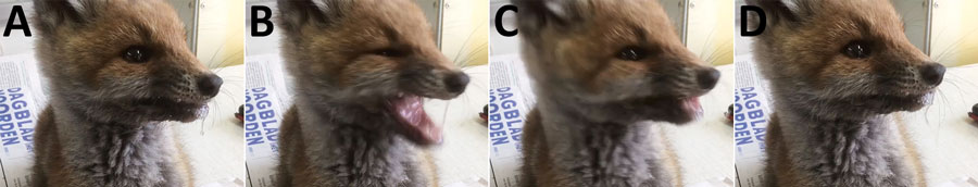 Salivating red fox (Vulpes vulpes) cub 1 during a fit, the Netherlands, 2021. Seizure started with retracting lips at 0 sec (A), followed by facial wrinkling with opening of mouth at 0.07 sec (B), closing of the jaws at 0.17 sec (C), then back to “normal” at 0.40 sec (D), before this sequence starts all over at 0.50 sec.