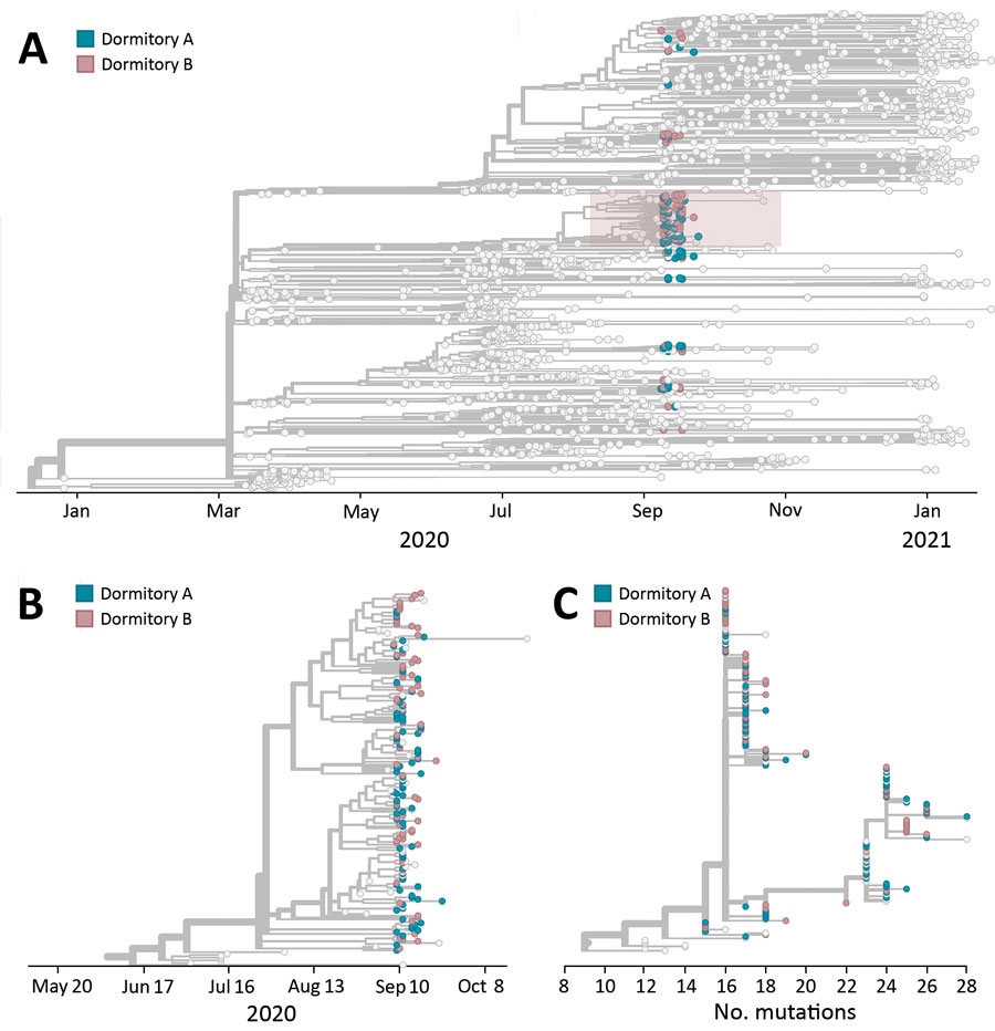 Phylogenetic tree of the coronavirus disease outbreak in dormitories A and B, University of Wisconsin–Madison, Dane County, Wisconsin, USA, January 2020–January 2021. A) Phylogenetic tree of all cases sequenced in Dane County, Wisconsin (light gray tips) during January 2020–January 2021 and cases sequenced in each dormitory. Pink shading indicates cluster associated with dormitories A and B. B) Expanded view of phylogenetic tree of the large cluster of cases associated with dormitories A and B during the September 2020 outbreak. C) Mutations relative to the initially identified severe acute respiratory syndrome coronavirus 2 genome in Wuhan, China (GenBank accession no. MN908947.3), during the outbreak in dormitories A and B.
