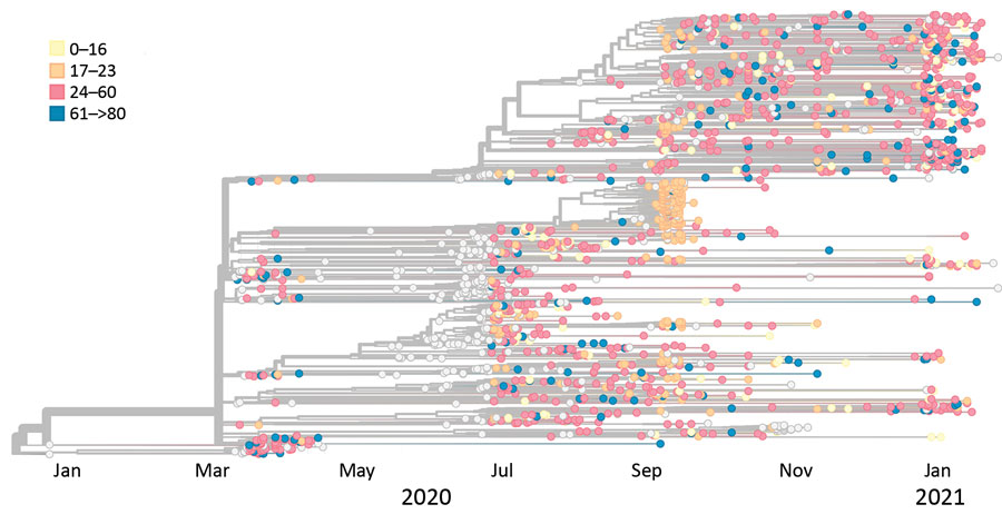 Phylogenetic tree of severe acute respiratory syndrome coronavirus 2 specimens sequenced in Dane County, Wisconsin, USA, January 2020–January 2021, coded by age of case-patient providing specimen. 