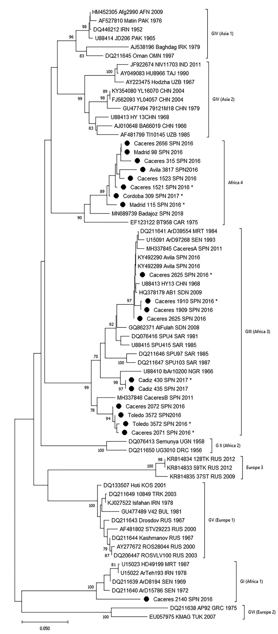 Phylogenetic tree obtained for strains of Crimean-Congo hemorrhagic fever virus detected in Spain (black dots) and other sequences downloaded from GenBank. We built the phylogenetic tree using the neighbor-joining method based on partial (175 nt) sequences of the virus small segment. Numbers in nodes indicate bootstrap values for the groups; values <75 are not shown. Strains detected from Spain are named by geographic origin, locality sampling site, and sampling year; other sequences are named by GenBank accession number, strain, geographic origin, and sampling year. Asterisks indicate sequences from this study that have been submitted to the EMBL (https://www.embl.org) and GenBank databases. Genotypes are indicated by Roman numerals: I, West Africa (Africa 1); II, Central Africa (Africa 2); III, South and West Africa (Africa 3); IV, Middle East/Asia, divided into groups corresponding to groups Asia 1 and Asia 2; V, Europe/Turkey (Europe 1); VI, Greece (Europe 2). Using guidelines published elsewhere (25,26), we then named and labeled the genotypes with equivalent clade nomenclature indicated in parentheses. Scale bar indicates substitutions/site (evolutionary distance).