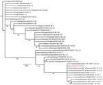 Maximum-likelihood phylogenetic tree of the hemagglutinin gene of influenza virus isolate A/Denmark/1/2021 (vH1N1) from a patient in Denmark (red) and reference viruses. The tree includes closest BLAST matches (https://blast.ncbi.nlm.nih.gov/Blast.cgi), the Denmark swine influenza virus with highest similarity to the case variant virus A/Denmark/1/2021 (indicated in red), and human seasonal reference viruses and is rooted on A/California/07/2009. Leaves are labeled by isolate name and clade designation. Branch labels indicate UFBoot2 bootstrap values. All uncertain branches (bootstrap <95%) have been removed. Scale bar indicates nucleotide substitutions per site.