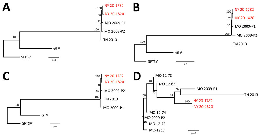 Phylogenetic relationship among Heartland virus isolates, Suffolk County, Long Island, New York, USA. Separate alignments of large segments (A), medium segments (B), small segments (C), and partial nonstructural sequences (D) were created with MAFFT in Geneious version 11.1.5 (https://www.geneious.com). Maximum-likelihood analyses were completed with RAxML (https://cme.h-its.org) using 1,000 bootstraps. Bootstrap values are indicated at each node. Phylogenetic trees for each segment were rooted to SFTSV strain HB154 (GenBank accession nos. JQ733560–62). Guerta virus strain DXM was included as an additional outgroup (GenBank accession nos. 328591–93). New York isolates from this study (red text), together with the 3 previously available full-genome sequences (MO 2009-P1 [patient 1, GenBank accession nos. JX005842, 4, 6]; MO 2009-P2 [patient 2, GenBank accession nos. X005843, 5, and 7]; and TN 2013 [TN, GenBank accession nos. J740146–8]), were included in these analyses (panels A, B, and C). Six additional partial sequences available for a 606-nt region of the nonstructural protein gene (GenBank accession nos. C466555, KC466560, KC466561, KC466562, KC466563, and MT052710) are indicated in an unrooted maximum-likelihood tree in panel D. Scale bars indicate nucleotide substitutions per site. GTV; Guerta virus; SFTSV, severe fever with thrombocytopenia syndrome virus.