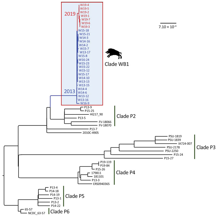 Core genome maximum-likelihood phylogenetic tree of 63 Escherichia coli O139:H1 (ST1) isolates from edema disease cases, including 28 from wild boars in France and 35 from domestic pigs of worldwide origin, including France. The clade of wild boar strains (WB1) is boxed, and the strains from this clade are colored according to the year of isolation (blue, 2013–2016; red, 2019). The clades of pig strains are numbered from P2 to P6. Scale bar indicates the number of substitutions per site.
