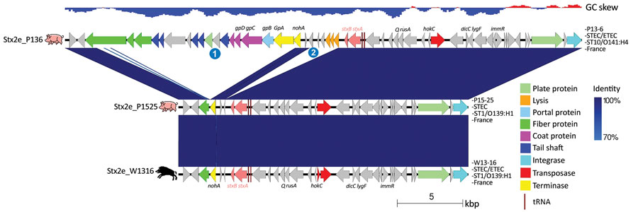 Comparison of the Stx2e prophages of wild boar Escherichia coli O139:H1 strain W13-16 and pig E. coli O139:H1 P15-25 and O141:H4 P13-6 strains from France. The genes are represented with arrows color coded by function. The 2 regions present in prophage Stx2e_P136 but absent in the 2 other prophages are indicated by numbers 1 and 2. The areas between the genetic maps are shaded in blue, with a color intensity depending on the percentage of identity between each region compared. Strain name, pathotype, sequence type, serotype, and country of isolation are indicated at the right of each map. The GC skew (negative, blue; positive, red) is indicated at the top. ETEC, enterotoxigenic Escherichia coli; ST, sequence type; STEC, Shiga toxin–producing Escherichia coli.