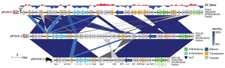 Comparison of plasmids carrying the F18 fimbriae gene cluster of the wild boar Escherichia coli O139:H1 strain W13-16 and pig E. coli O139:H1 P15-25 and O141:H4 P13-6 strains from France. The genes are represented with arrows color coded by function. The areas between the genetic maps are shaded in blue or gray for regions oriented in the same or opposite direction, respectively, with a color intensity depending on the percentage of similarity between each region compared. Strain name, pathotype, sequence type, serotype, and country of isolation are indicated at the right of each map. The GC skew (negative, blue; positive, red) is indicated at the top. ETEC, enterotoxigenic Escherichia coli; OriT, transfer origin; ST, sequence type; STEC, Shiga toxin–producing Escherichia coli.
