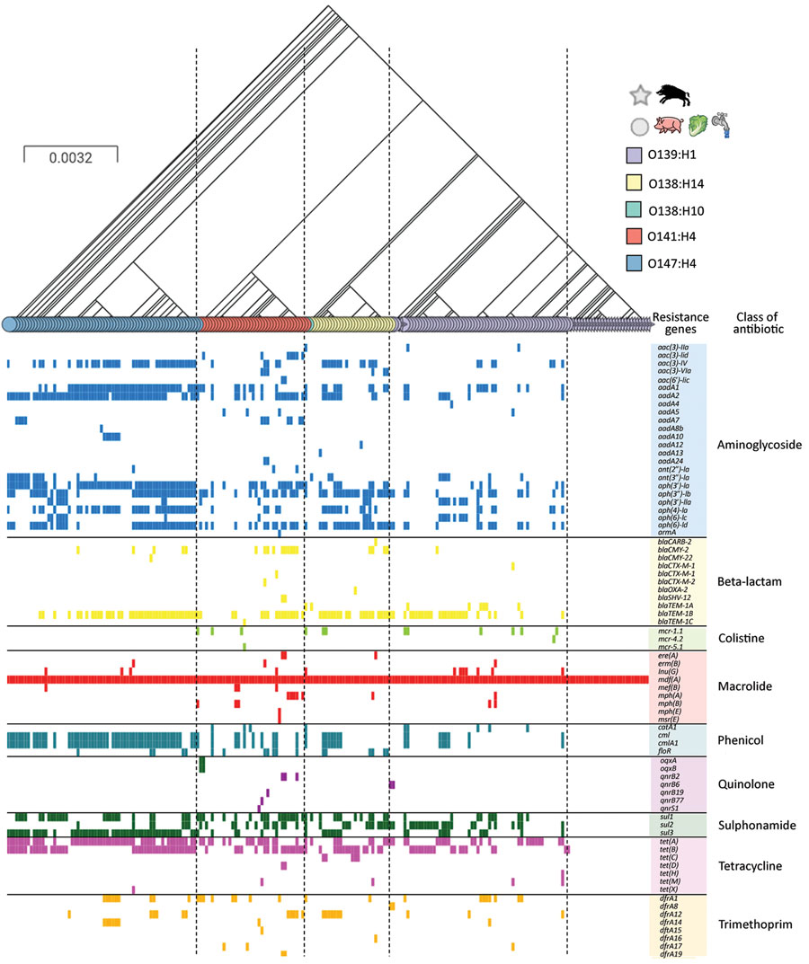 Comparison of antimicrobial-resistance genes with the phylogeny of wild boar Escherichia coli O139:H1 strains in France with those of E. coli O139:H1, O141:H4, O147:H4, and O138:H14 of worldwide origin. The tree is based on the phylogeny of the strains according to their core genome. The shapes of the leaves in the tree correspond to the origin of the strains (star, wild boars; circle, other hosts), and the colors of the leaves represent their serotype. Antimicrobial-resistance genes are grouped into different categories whose names are indicated at the top, with a color code. Scale bar indicates number of substitutions per site.