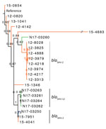 Phylogenetic dendrogram of Salmonella enterica serovar Heidelberg containing extended-spectrum β-lactamase genes, Canada. The maximum-likelihood dendrogram was created by using the single-nucleotide variant (SNV) phylogenomics (SNVPhyl) pipeline (https://snvphyl.readthedocs.io/en/latest) based on SNVs in the core genome. The reference genome is Salmonella Heidelberg strain 12-4374 (GenBank accession no. CP012924.1). The tree is based on a core genome that represents 94% of the reference genome. Numbers along branches indicate branch support values. Salmonella Heidelberg containing extended-spectrum β-lactamases were from animals (green, n = 5), food (blue, n = 1), and humans (orange, n = 16). Extended-spectrum β-lactamase genes are indicated to the right of the 3 largest clusters. The dataset comprises 394 SNVs, and SH-like branch support values are displayed.