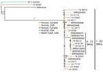 Phylogenetic dendrogram of extended-spectrum β-lactamase‒producing Salmonella enterica serovars Infantis from Canada and the United States. Isolates from the United States are from Tate et al. (26). The maximum-likelihood dendrogram was created by using the single-nucleotide variant (SNV) phylogenomics (SNVPhyl) pipeline (https://snvphyl.readthedocs.io/en/latest) based on SNVs in the core genome. The reference genome was Salmonella Infantis strain 15-SA01028 (GenBank accession no. CP026660.1). The tree is based on a core genome that represents 97% of the reference genome. Numbers along branches indicate branch support values. Salmonella Infantis containing extended-spectrum β-lactamases were isolated from human sources in Canada (dark orange), human sources from the United States (light orange), a cat from Canada (dark green), poultry or dairy at slaughter from the United States (light green) or retail meat from the United States. Isolate N17-03255 from a cat contained SHV-2, isolate 15-8465 from a human contained CTX-M-3, and all other isolates contained CTX-M-65. The dataset comprises 491 SNVs, and SH-like branch support values are displayed.