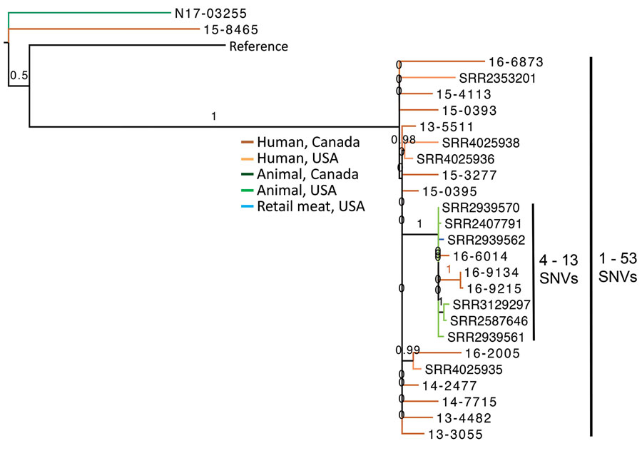 Phylogenetic dendrogram of extended-spectrum β-lactamase‒producing Salmonella enterica serovars Infantis from Canada and the United States. Isolates from the United States are from Tate et al. (26). The maximum-likelihood dendrogram was created by using the single-nucleotide variant (SNV) phylogenomics (SNVPhyl) pipeline (https://snvphyl.readthedocs.io/en/latest) based on SNVs in the core genome. The reference genome was Salmonella Infantis strain 15-SA01028 (GenBank accession no. CP026660.1). The tree is based on a core genome that represents 97% of the reference genome. Numbers along branches indicate branch support values. Salmonella Infantis containing extended-spectrum β-lactamases were isolated from human sources in Canada (dark orange), human sources from the United States (light orange), a cat from Canada (dark green), poultry or dairy at slaughter from the United States (light green) or retail meat from the United States. Isolate N17-03255 from a cat contained SHV-2, isolate 15-8465 from a human contained CTX-M-3, and all other isolates contained CTX-M-65. The dataset comprises 491 SNVs, and SH-like branch support values are displayed.