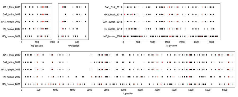 Single-nucleotide polymorphisms in the coding regions of the NS, NP, M, and L open reading frames of Heartland virus collected from ticks and humans in multiple US states. Sequences from this study and other complete Heartland virus sequences from GenBank were compared with reference sequences NC_024496.1, NC_024495.1, and NC_024494.1 (obtained from a patient in Missouri during 2009). Black bars indicate a synonymous mutation, and red bars indicate a nonsynonymous mutation. Plots show considerable variability at the nucleotide level, although the Georgia tick share many single-nucleotide polymorphisms when compared with the reference. GA1_Ftick_2019 corresponds to pool 23, GA1_nymph_2019 corresponds to pool 26, GA2_Mtick_2019 corresponds to pool 504, TN_human_2013 corresponds to a human case from Tennessee (accession nos. KJ740148.1, KJ740147.1, KJ740146.1) and MO_human_2009 corresponds to a human case from Missouri (accession nos. JX005847.1, JX005845.1, JX005843.1). L, large segment; M, matrix protein; NP, nucleoprotein; NS, nonstructural protein.