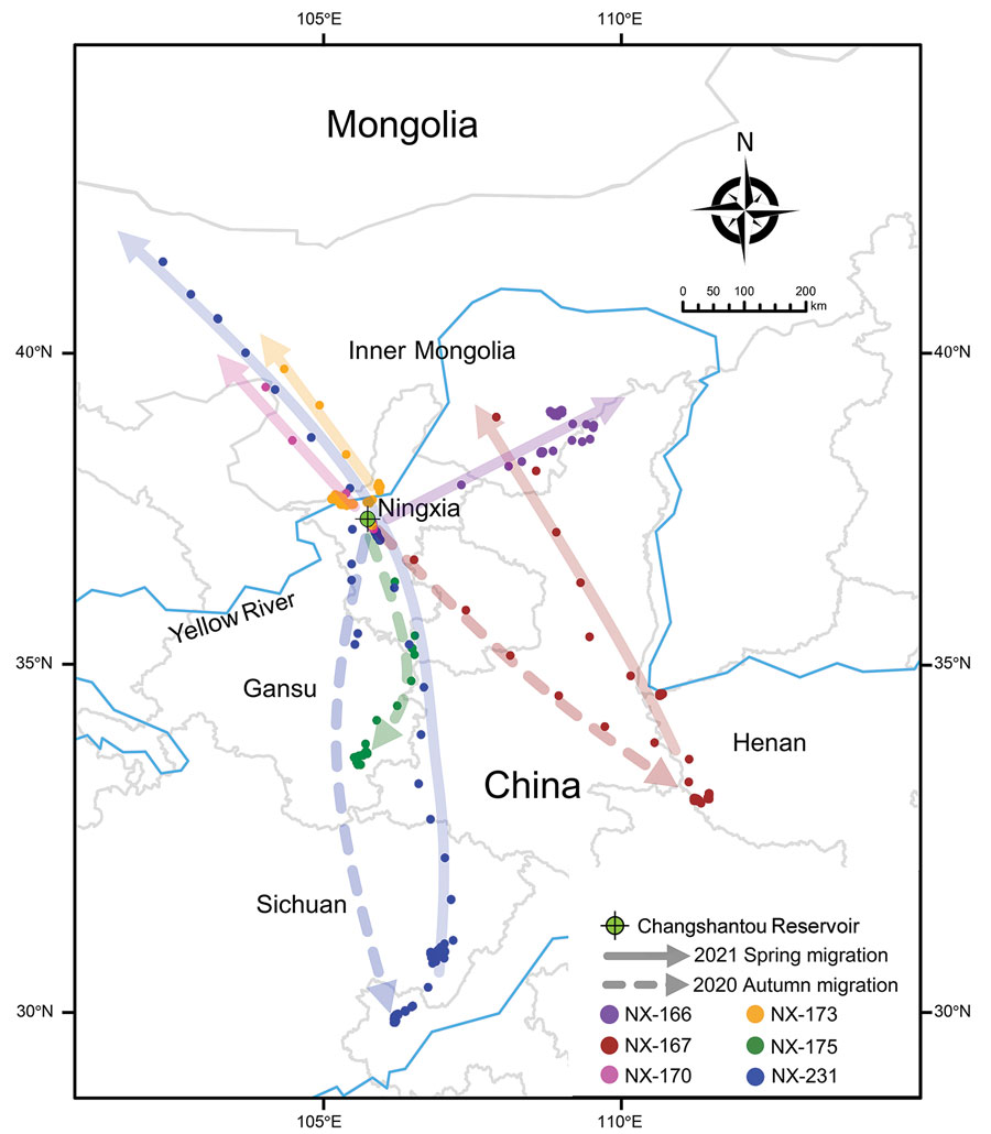 Migratory routes of 6 of 9 successfully satellite-tracked mallards infected with highly pathogenic avian influenza A(H5N8) clade 2.3.4.4b viruses, Ningxia, China, 2020. Mallards are indicated by different colors. The sampling site (Changshantou Reservoir) is indicated. Solid and dashed lines indicate spring migration in 2021 and autumn migration in 2020, respectively. Because the other 3 successfully satellite-tracked mallards (birds NX-169, NX-174, and NX-176) had been moving around the sampling point, their movements are not shown.