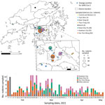 Surveillance of rodents for SARS-COV-2 conducted February–May 2021 in Hong Kong. A) Sampling sites, with number of rodents sampled and sewage testing positive for SARS-COV-2. Each circle represents a sampling location, color-coded by district and sized proportional to the number of captured rodents. Blue crosses represent locations where sewage was reported positive for SARS-COV-2during January 19–March 30, 2021. B) Number of sampled rodents, by collection dates and district. SARS-COV-2, severe acute respiratory syndrome coronavirus 2 