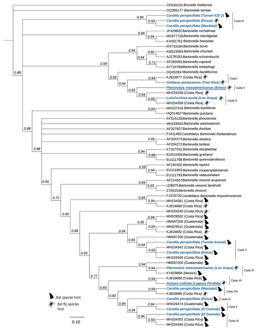 Phylogenetic tree of 768 bp partial gltA gene of Bartonella variants found in study of Bartonella spp. in bats and bat flies sampled from roost sites, Costa Rica, 2018 (blue), compared with globally named species and other variants found in bats and bat flies in Central America and Mexico. Each sequence is labeled with its GenBank accession number, the organism on which it was detected, and the country of origin. For species in this study, we included the specific site (accession numbers in Appendix Table). Underlining indicates the potential newly described genotypes. We constructed the global phylogenetic tree by using Bayesian Markov chain Monte Carlo (MrBayes 2.2.4, https://www.geneious.com), with 1 million generations and a burn-in fraction of 25%. We determined the parameters for the nucleotide changes by using MEGA X (https://mafft.cbrc.jp/alignment/software). Inner node labels identify consensus support. Scale bar indicates nucleotide substitutions/site (%).