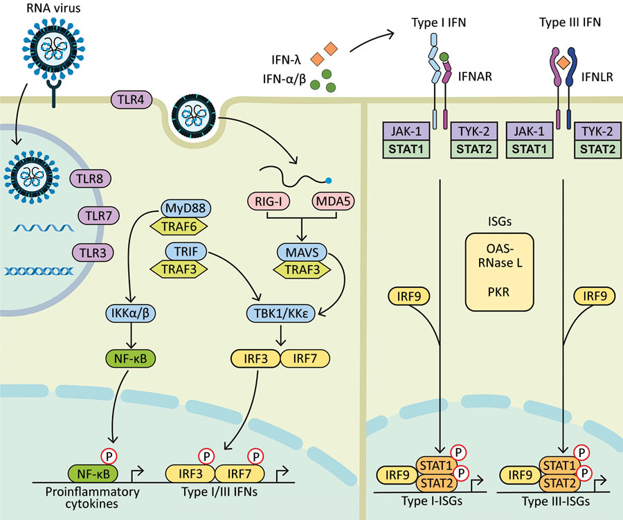 Diagram showing how components of RNA viruses are recognized by TLRs located at the plasma membrane (TLR4, viral glycoprotein sensing) and in the endosomal compartment (TLR3, double-stranded RNA sensing; TLR7 and TLR8, both single-stranded RNA sensing). Virus replication intermediates and replicated genomes are also recognized by cytosolic RNA sensors, RIG-I, and MDA5. Downstream adaptor proteins, MyD88 for TLR4, TLR7, and TLR8; TRIF for TLR3 and TLR4, and MAVS (for MDA5 and RIG-I) are activated. These activations trigger signaling cascades through TRAF3 and TRAF6; TBK1; and IKKα, IKKβ, and IKKε, which leads to phosphorylation and nuclear translocation of NF-κB, IRF3, and IRF7. These changes result in production of proinflammatory cytokines and type I and type III IFNs. Secreted IFN-α/β and IFN-λ bind to their specific receptors (IFNAR and IFNLR) in infected and neighboring cells. Activation of JAK-1 and TYK-2 leads to phosphorylation of STAT1 and STAT2. After translocation in the nucleus, phosphorylated STAT1 and STAT2 form a complex with IRF9 to induce expression of ISGs, such as OAS-RNase L and PKR, and establishment of an antiviral program. IFN, interferon; IFNAR, IFN-α/β receptor; IFNLR, interferon-λ receptor; IKK, inhibitor of nuclear factor-κB kinase; ISGs, IFN-stimulated genes; IRF, IFN regulatory factor; JAK-1, Janus kinase 1; MAVS, mitochondrial antiviral signaling protein; MDA5, melanoma differentiation-associated gene 5; MyD88, myeloid differentiation factor 88; NF-κB, nuclear factor-κB; OAS, 2′-5′ oligoadenylate synthetase; P, phosphorylated protein; PKR, protein kinase receptor; RNase L, latent endoribonuclease; RIG-I, retinoic acid‒inducible gene I; STAT, signal transducer and activator of transcription; TBK 1, TANK binding kinase 1; TLRs, Toll-like receptors; TRAF, tumor necrosis factor receptor-associated factor; TRIF, TIR-domain-containing adapter-inducing IFN-β; TYK-2, tyrosine kinase 2.