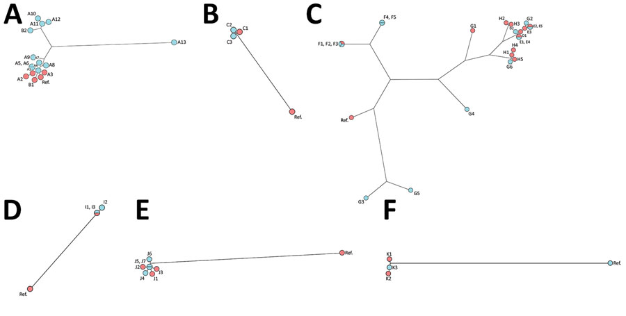 Genomic comparison of nontuberculous mycobacteria isolates by using whole-genome sequencing phylogenetic analysis and maximum parsimony trees. A) Mycobacterium chimaera, B) M. fortuitum, C) M. chelonae, D) M. marinum, E) M. mucogenicum, F) M. neoaurum. Environmental isolates are indicated in blue, and clinical isolates are indicated in red. Additional information for the 6 Mycobacterium species tested is provided in the Appendix. Ref, referent. Panel A: Based on 19,621 single-nucleotide polymorphisms (SNPs) generated from comparison of 16 genomes using square root scaling. Isolates were 1) clinical isolates from 2 patients who had M. chimaera disseminated disease after open-heart surgery (A1 and A2 from the first patient), A3 from the second patient; 2) a reference genome from a previously described epidemic patient (8); 3) 10 heater-cooler unit water samples from the hospital where the second patient underwent surgery, collected 4 years after the report (A4‒A13); 4) clinical sample from a patient who had a breast prosthesis infection (B1); and 5) the environmental isolate collected in the hospital’s water network 1 year after the report of the breast prosthesis infection (B2). Panel B: Based on 27,796 SNPs generated from comparison of 4 genomes using square root scaling. Isolates were 1) clinical isolate from a patient who had M. fortuitum breast prosthesis infection (C1) and 2) environmental isolate collected 1 month after the report in the water supply network in the shower of the patient’s hospital room (C2, C3). Panel C: Based on 67,759 SNPs generated from comparison of 24 genomes using square root scaling. Isolates were 11 clinical isolates: 1 from an infection after face lift surgery (D1), 3 from 2 skin and soft tissue infections after a tattoo (E1‒E2 from the same patient and E3 from another patient who was tattooed in the same tattoo parlor); 2 from 2 mesotherapy infections from 2 nonrelated reports (F1 and G1); and 5  using supply networks were obtained for investigations including: 1 isolate from a surgical sink (D2), 4 isolates from a doctor’s office sink (F2‒F3, G5‒G6), 2 isolates from a tattoo parlor’s sink used to dilute the ink (E4‒E5) and 5 isolates from a patient’s home (F4‒F5, G2‒G4). Panel D: Based on 24,757 SNPs generated from comparison of 4 genomes using square root scaling. Isolates were 1) a clinical isolate from a skin and soft tissue infection caused by contamination after a bath in a balneotherapy swimming pool (I1 and I2) 2 environmental isolates from the swimming pool (I2 and I3). Panel E: Based on 53,551 SNPs generated by comparison of 8 genomes using square root scaling. Isolates were 1) 3 clinical isolates from catheter-associated infections (3 patients J1‒J3) and 2) 4 environmental isolates from hospital water supply networks (J4‒J7). Panel F: Based on 58,473 SNPs generated by comparison of 4 genomes using square root scaling. Isolates were 1) 2 clinical isolates from the blood culture (K1 and K2) of 1 patient and 2) 1 isolate from microbiological control after an autologous stem cell transplant (K3).