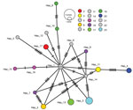 Network showing relationship between Gamma variant severe acute respiratory syndrome coronavirus 2 (SARS-CoV-2) sequences from household members involved in investigation of cluster of SARS-CoV-2 Gamma (P.1) variant infections, Parintins, Brazil, March 2021. Nodes represent unique sequences, and dashes connecting nodes denote the number of base-pair differences between sequences. Samples are from 27 household members from 15 households, and colors denote samples from the same household; gray indicates samples from households from which only 1 virus sequence was available. Node size is proportional to the number of samples with a given sequence. Hap, haplotype.
