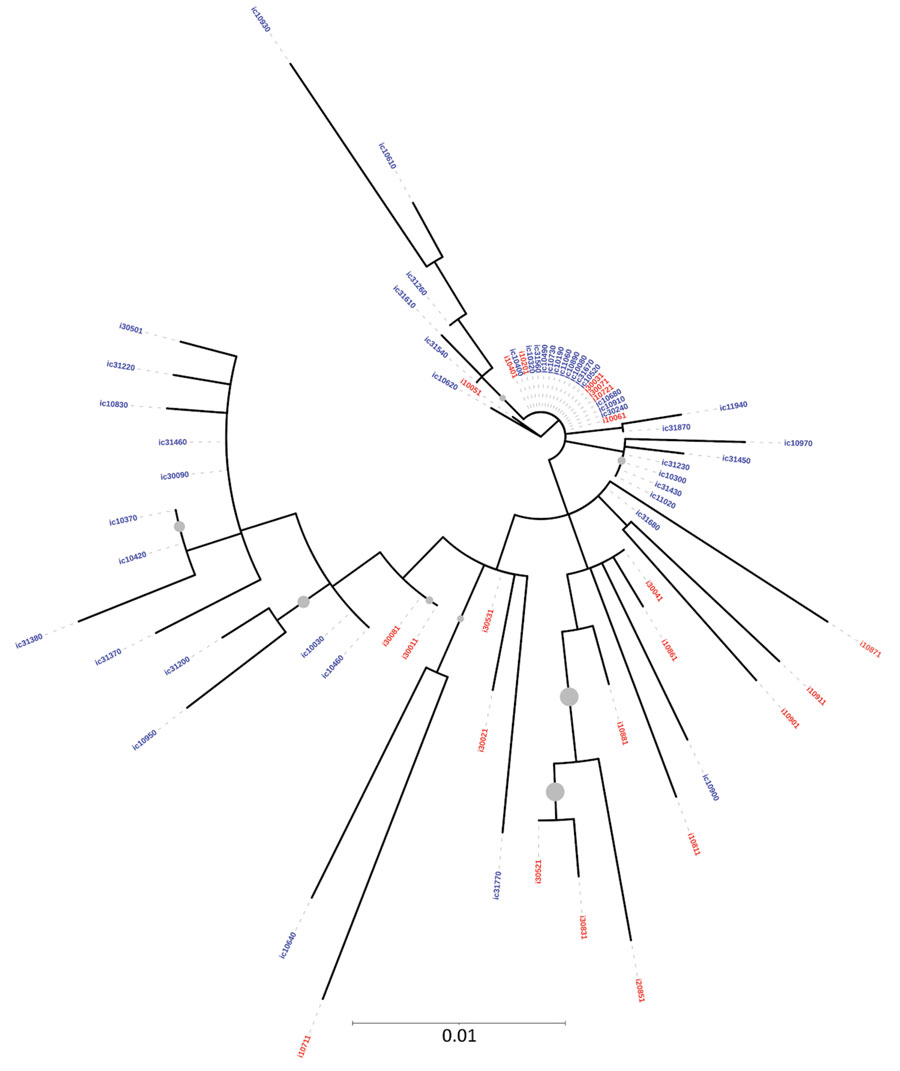 Maximum-likelihood phylogenetic tree derived using hepatitis C virus (HCV) NS5B gene sequences of isolates from anti-HCV positive persons identified during HIV outbreak investigation, Unnao, India. Grey circles indicate nodes with >70% bootstrap support. Red indicates samples with HIV–HCV co-infection; blue indicates samples with HCV monoinfection. i, HIV–HCV co-infection; ic, HCV monoinfection.