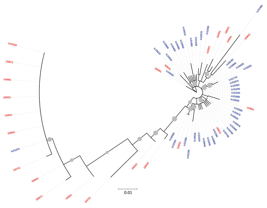 Maximum-likelihood phylogenetic tree derived using hepatitis C virus (HCV) core gene sequences of isolates from anti-HCV positive persons identified during HIV outbreak investigation, Unnao, India. Grey circles indicate nodes with >70% bootstrap support. Red indicates samples with HIV–HCV coinfection; blue indicates samples with HCV monoinfection. i, HIV–HCV co-infection; ic, HCV monoinfection.