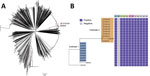 Phylogenetic tree based on the single-nucleotide variations in the core genomes of 1,120 Vibrio parahaemolyticus genomes: 20 isolates from patients in the Beibu Gulf area of Guangxi, China, 33 isolates collected in Guangxi in recent years, and all 1,067 genomic sequences available in the PubMLST database (https://pubmlst.org/organisms/vibrio-parahaemolyticus) (Appendix). A) Maximum-likelihood tree based on the single-nucleotide variations in the nonrepetitive, nonrecombinant regions of the genomes. Branches in red indicate the O10:K4 serotype strains. Scale bar indicates frequency of single-nucleotide variations. B) Distribution of virulence genes, pathogenic islands, secretion systems, characteristic genes in pandemic clones, and antimicrobial resistance genes. a1, tdh; a2, trh; b1, VPaI-2; b2, VPaI-3; b3, VPaI-4; c1, T3SS; c2, T6SS1; d1, orf8; d2, toxRS/new; e1, tet(34); e2, tet(35); e3, blaCARB-22. 