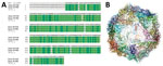 Alignment and structure of infectious hypodermal and hematopoietic necrosis virus (IHHNV) strains recently detected in Texas (19-428) and Florida (19-490), USA. A) Multiple alignment of amino acid sequence based on translation of the capsid protein gene of isolates with Penaeus stylirostris densovirus capsid protein sequence (PDB code 3N7X). B) Predicted tertiary structure of the isolates from Texas and Florida.