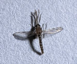 Anopheles culicifacies mosquito. Photograph courtesy Gaurav Kumar.